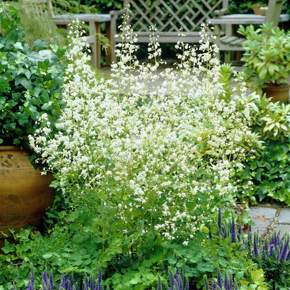 Thalictrum 'Album'